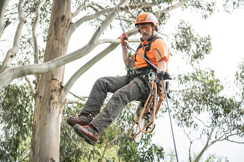 Tree Doctor Tasmania tree services work in Stony Rise