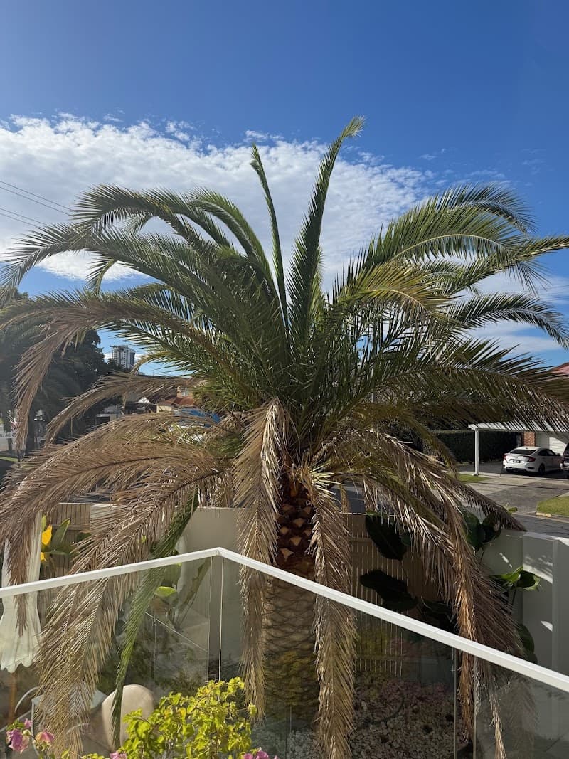 Tree Essence tree services work in Nerang