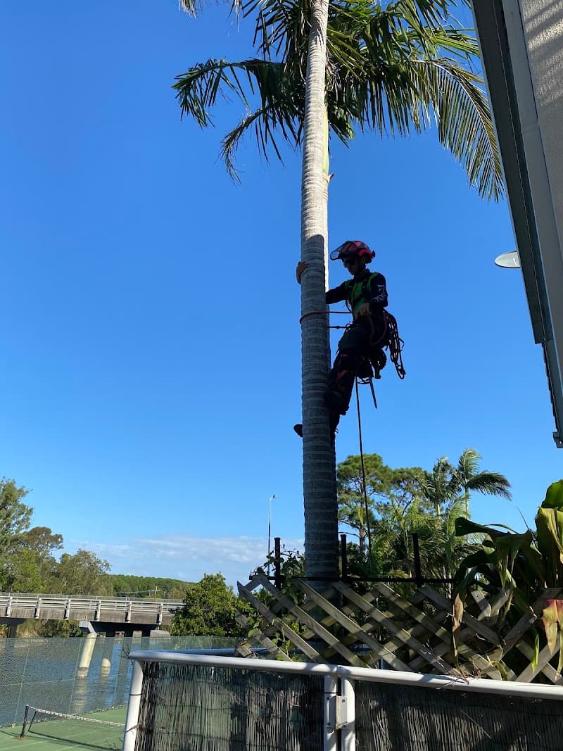 Tree Essence tree services work in Nerang
