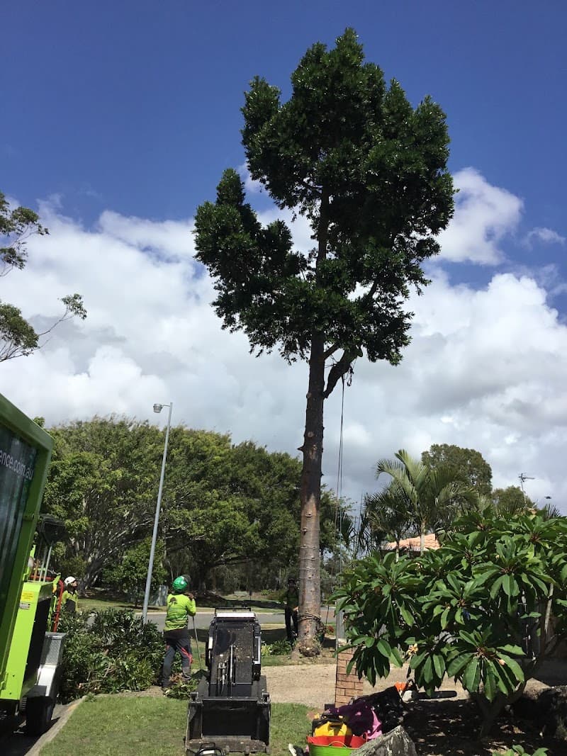 Tree Essence tree services work in Nerang
