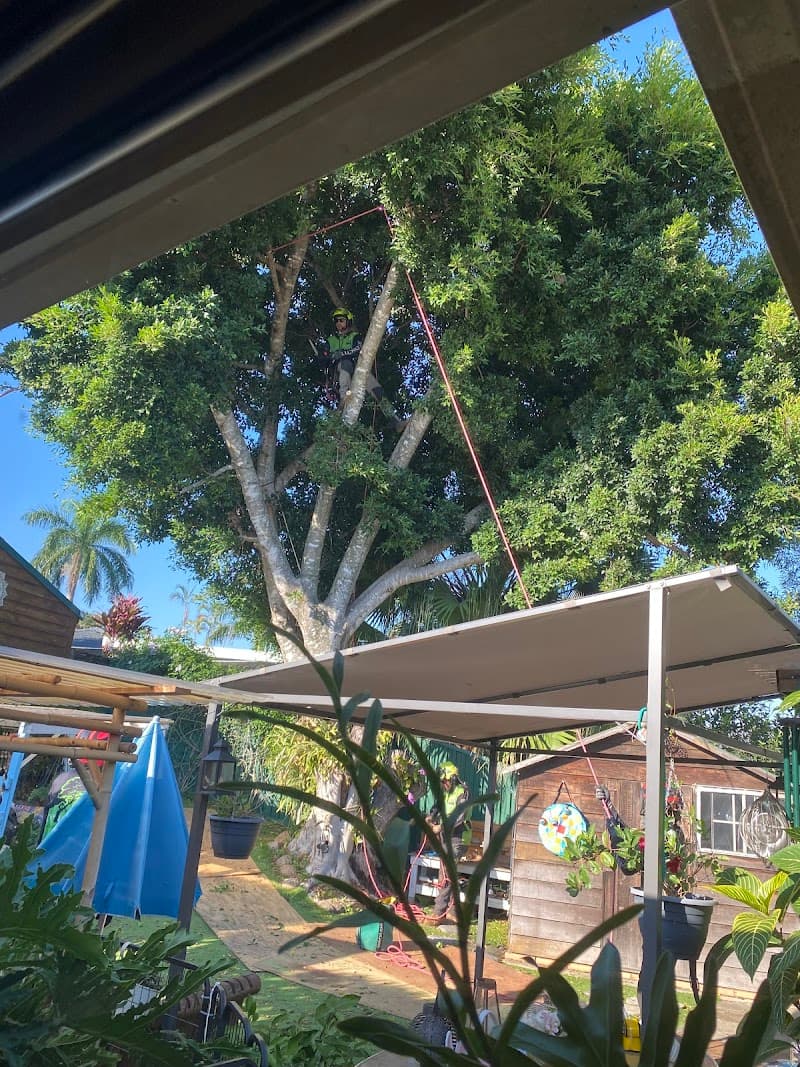 Tree Essence tree services work in Nerang