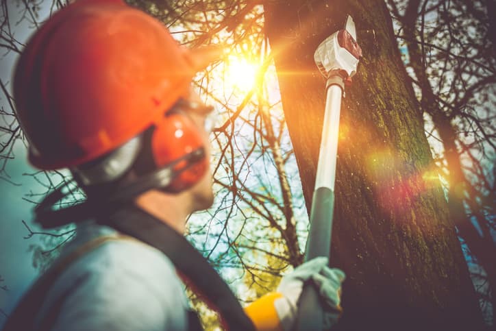 Tree Loppers Mandurah tree services work in Mandurah