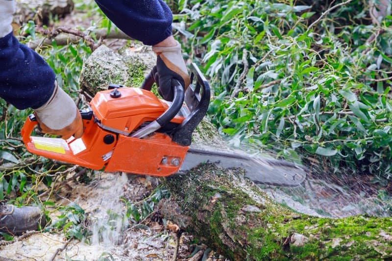 Tree Loppers Mandurah tree services work in Mandurah