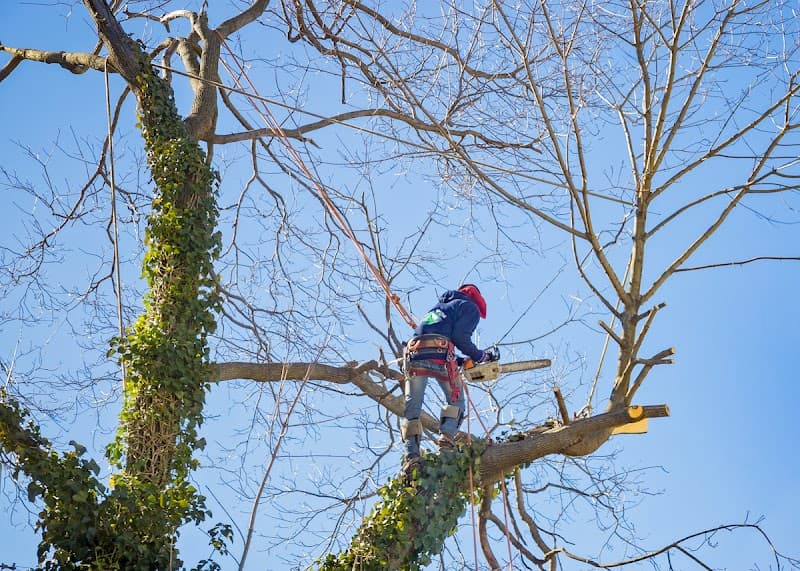 Tree Loppers Mandurah tree services work in Mandurah