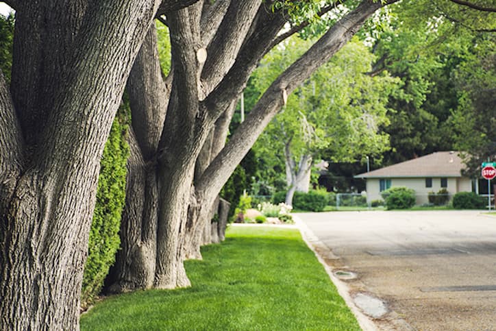 Tree Loppers Mandurah tree services work in Mandurah