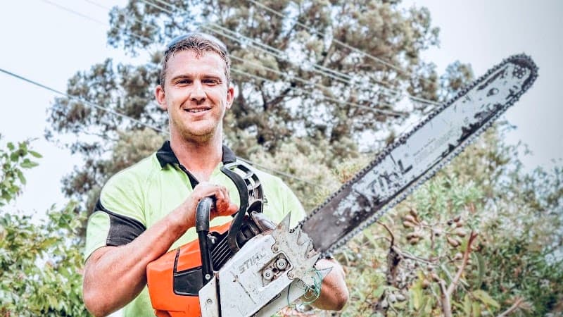 Tree Loppers Sydney-TLS tree services work in Rosebery
