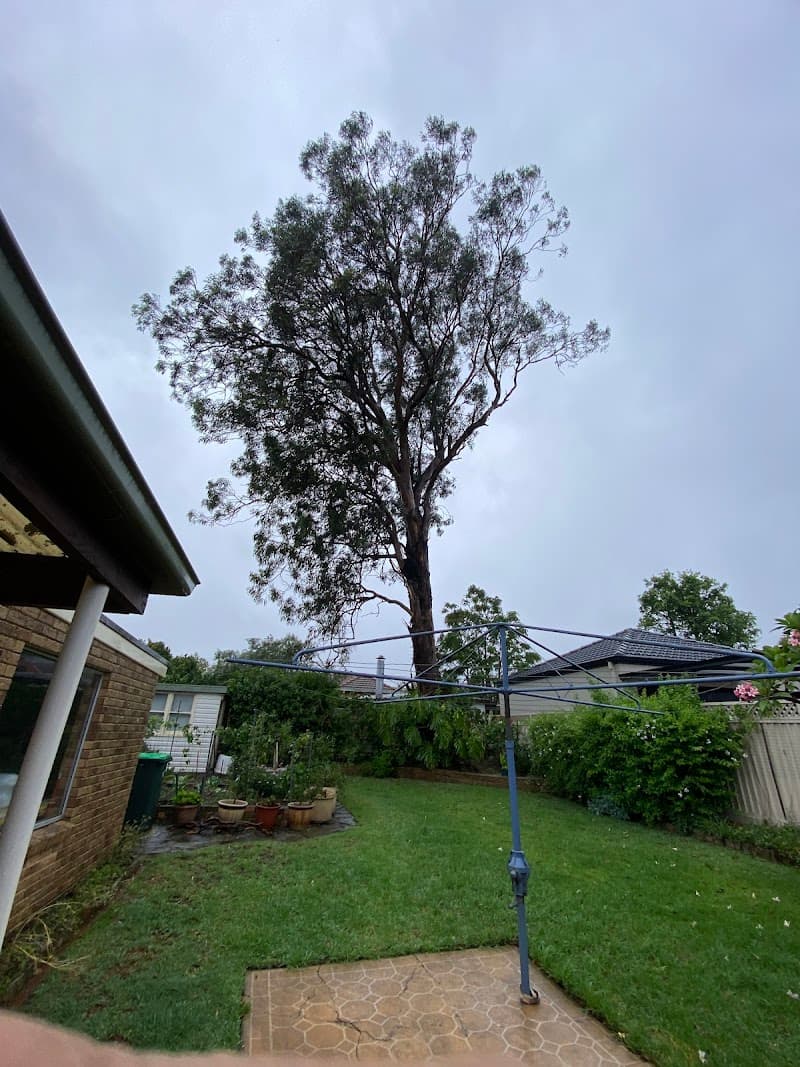 Tree Loppers Sydney-TLS tree services work in Rosebery
