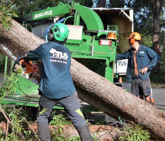 Tree Loppers Sydney-TLS tree services work in Rosebery