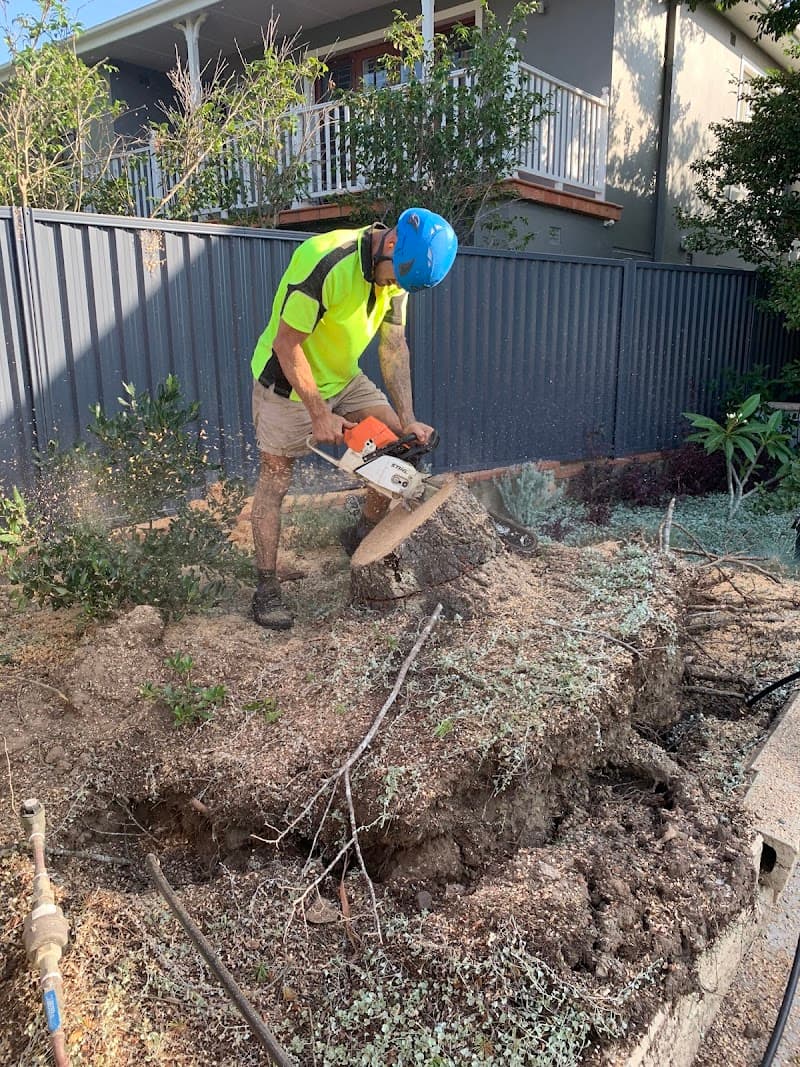Tree Loppers Sydney-TLS tree services work in Rosebery