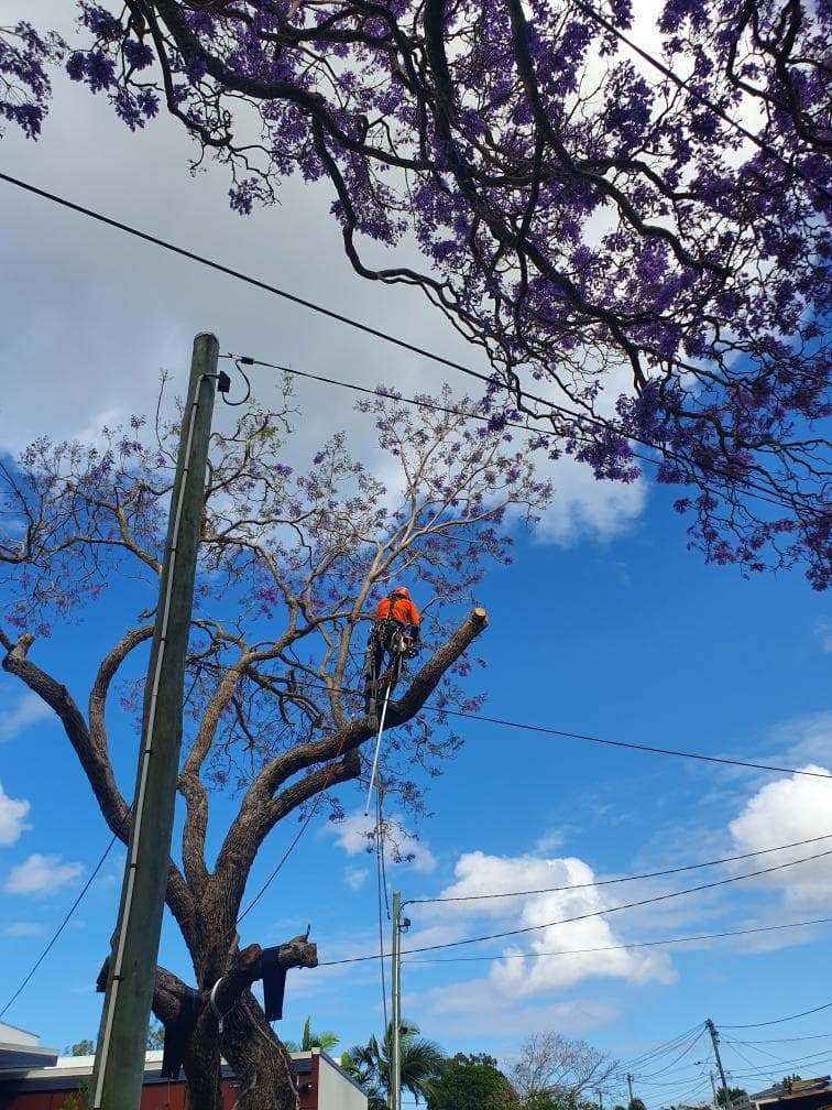 Tree Lopping Gold Coast tree services work in Upper Coomera