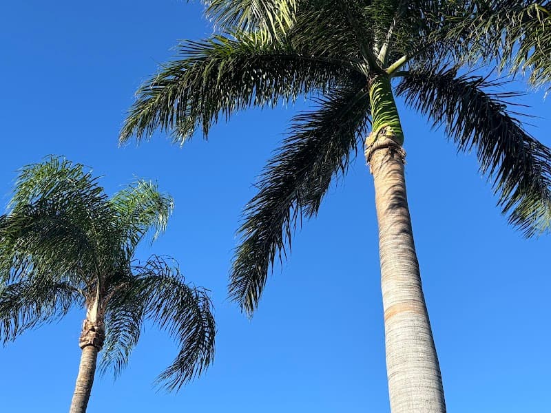 Tree Lopping Gold Coast tree services work in Upper Coomera