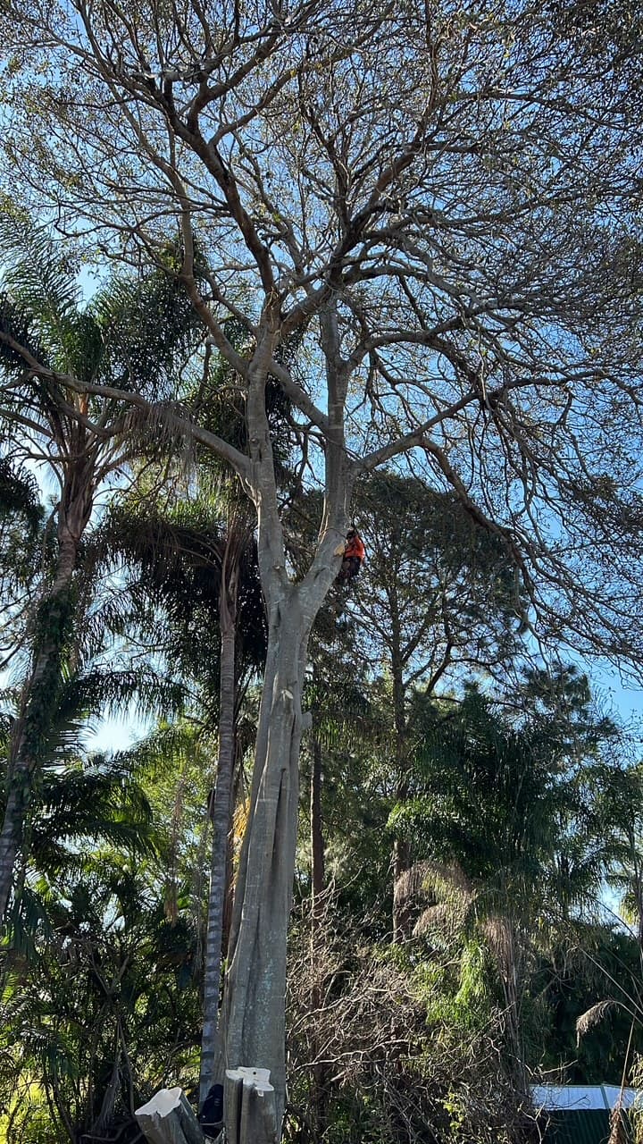 Tree Lopping Gold Coast tree services work in Upper Coomera