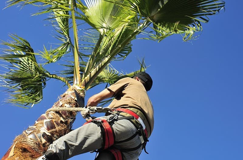 Tree Lopping Gold Coast tree services work in Upper Coomera