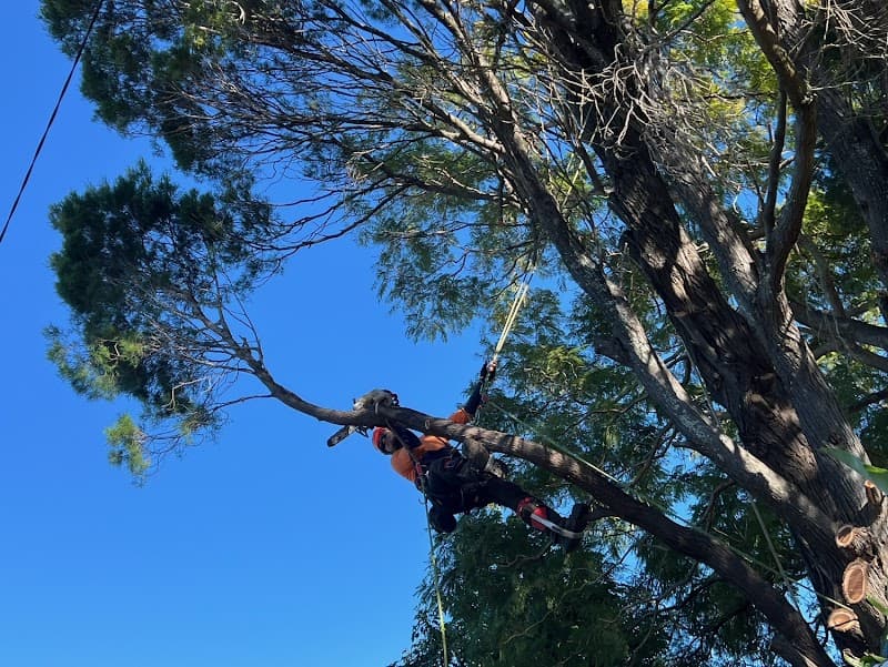 Tree Lopping Gold Coast tree services work in Upper Coomera