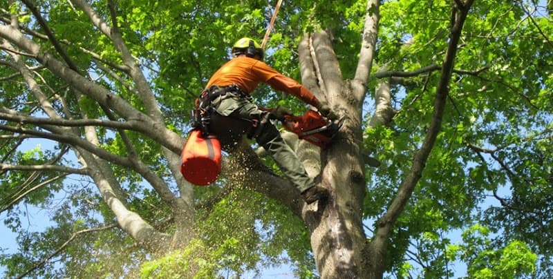 Tree Lopping Perth tree services work in Perth