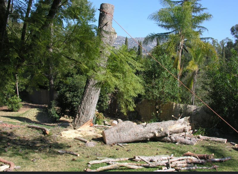 Tree Lopping Perth tree services work in Perth