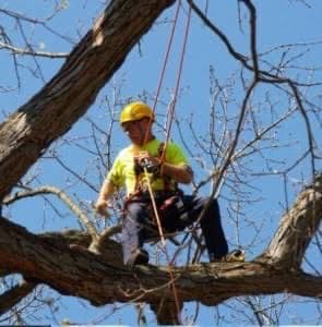 Tree Lopping Perth tree services work in Perth