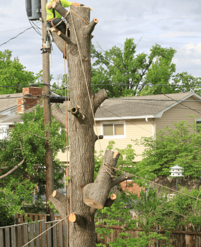 Tree Lopping Perth tree services work in Perth