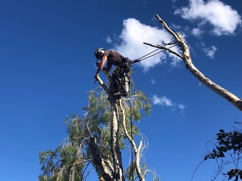Tree Lopping Redlands tree services work in Redland Bay