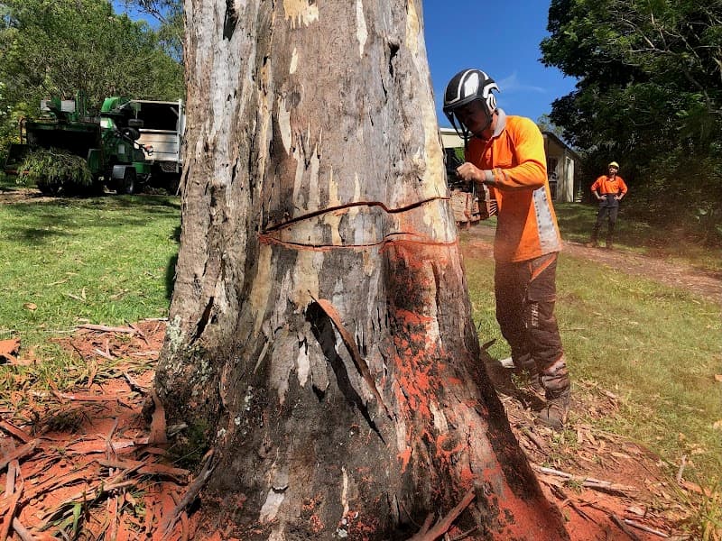 Tree Lopping Redlands tree services work in Redland Bay