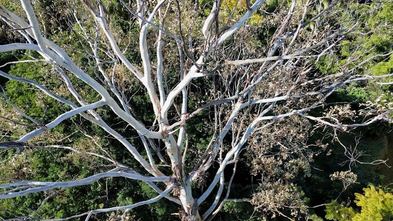 Tree Lopping Redlands tree services work in Redland Bay
