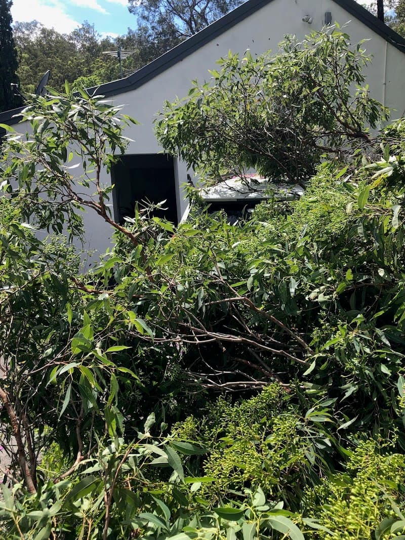 Tree Lopping Redlands tree services work in Redland Bay