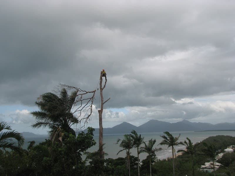 Tree Nimai tree services work in Atherton