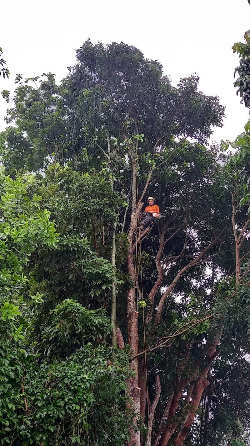 Tree Nimai tree services work in Atherton