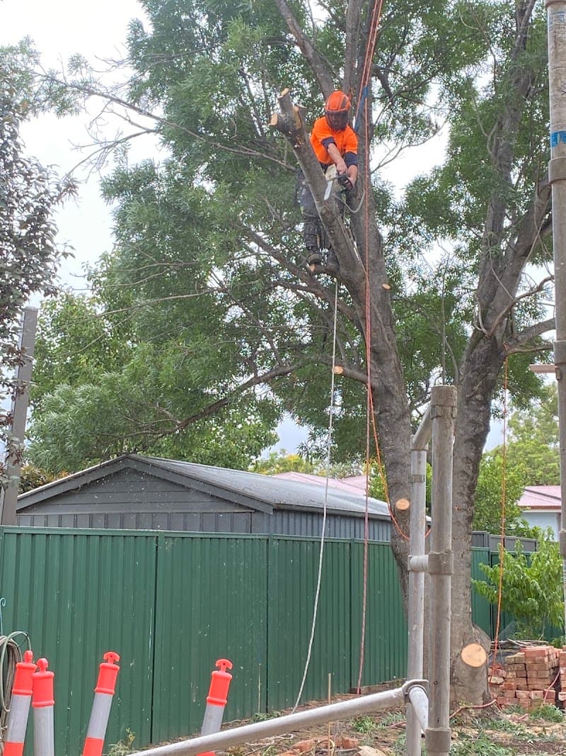 Tree Ninja tree services work in Smithfield