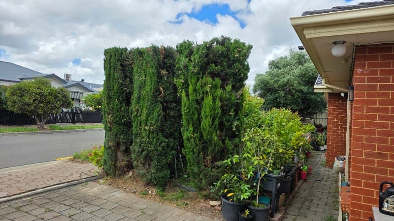 Tree Ninja tree services work in Smithfield