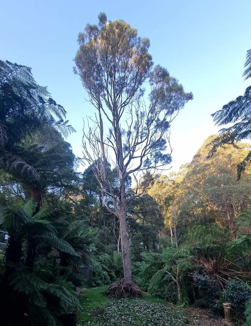 Tree Range Arborists Pty Ltd tree services work in Emerald
