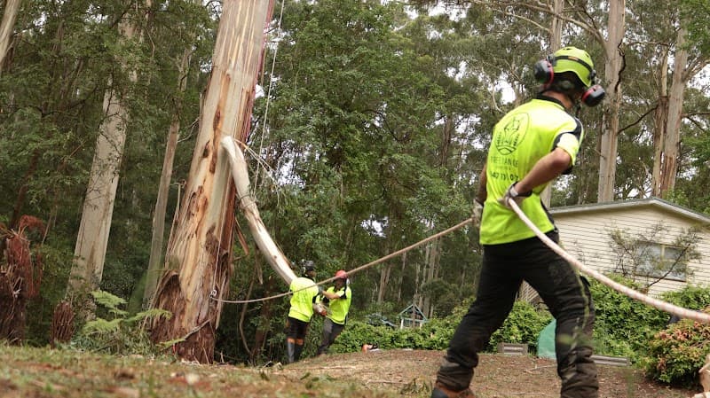Tree Range Arborists Pty Ltd tree services work in Emerald