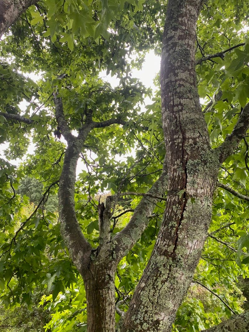 Tree Range Arborists Pty Ltd tree services work in Emerald
