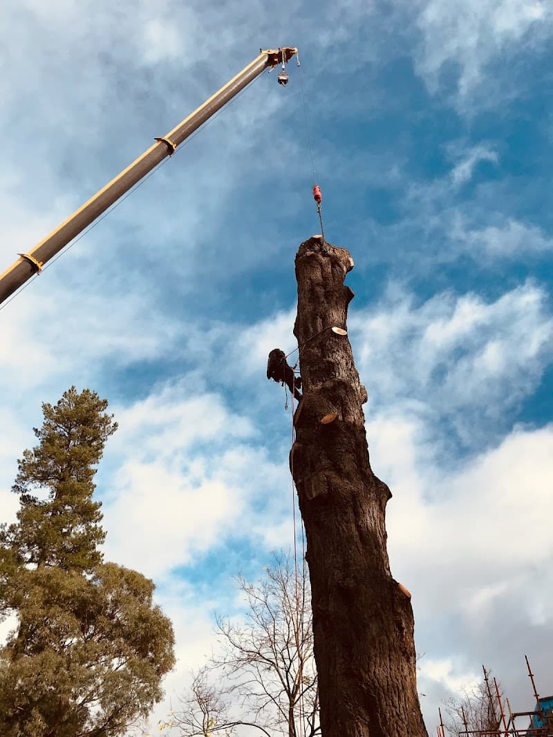 Tree Range Arborists Pty Ltd tree services work in Emerald