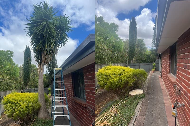 Tree Removal Adelaide tree services work in Hindmarsh