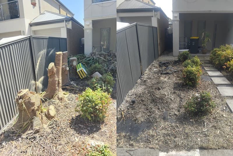 Tree Removal Adelaide tree services work in Hindmarsh