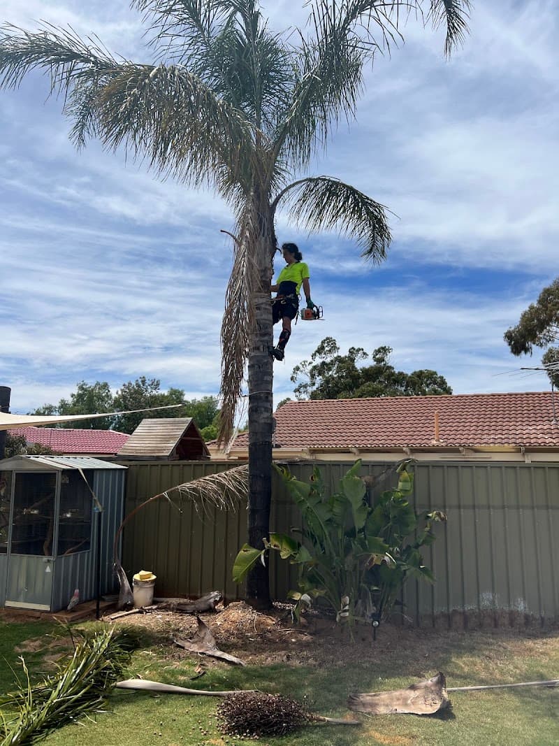 Tree Removal Adelaide tree services work in Hindmarsh
