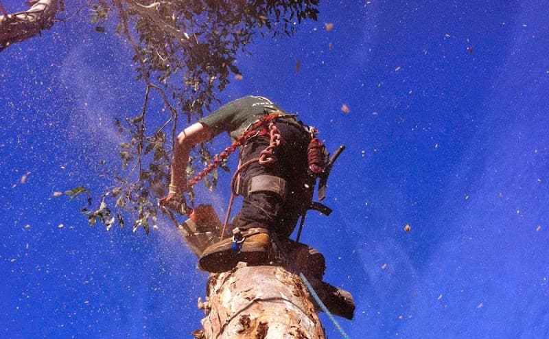 Tree Removal Service Mt Eliza tree services work in Mount Eliza