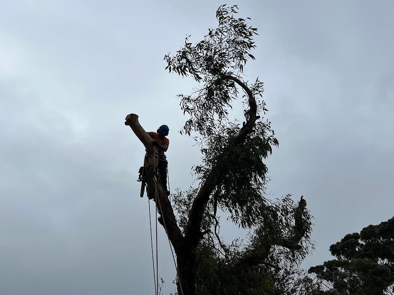 Tree Removal Service Mt Eliza tree services work in Mount Eliza