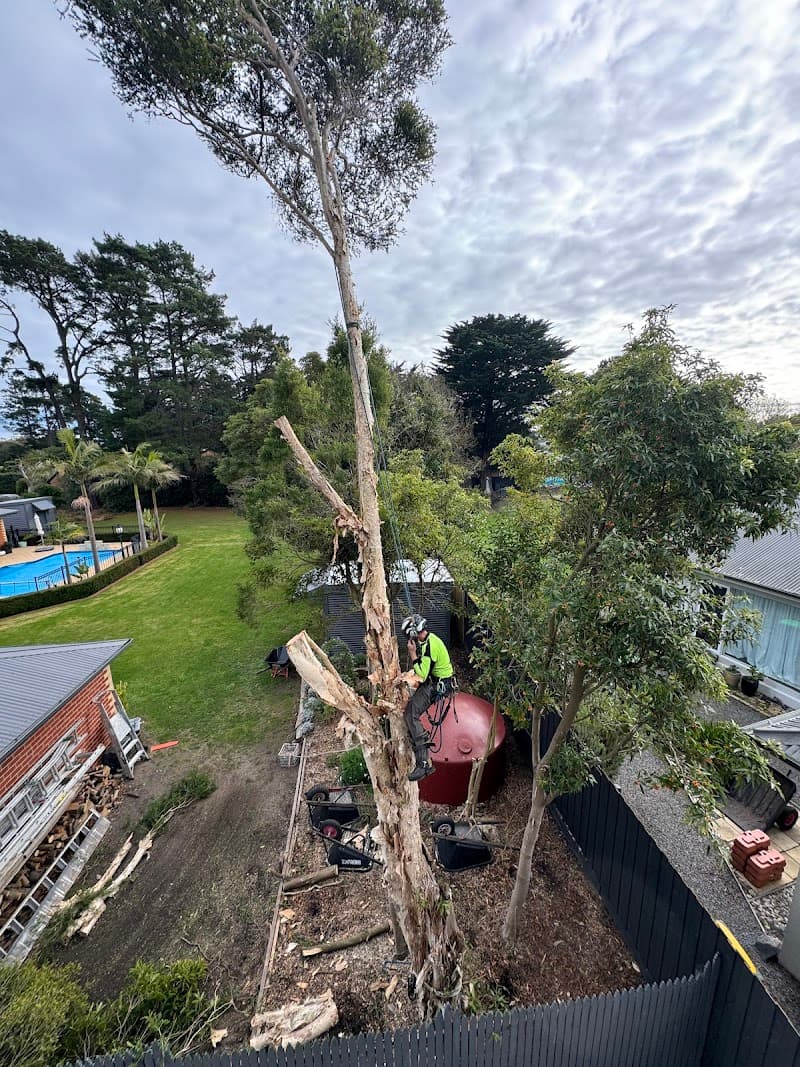 Tree Removal Service Mt Eliza tree services work in Mount Eliza