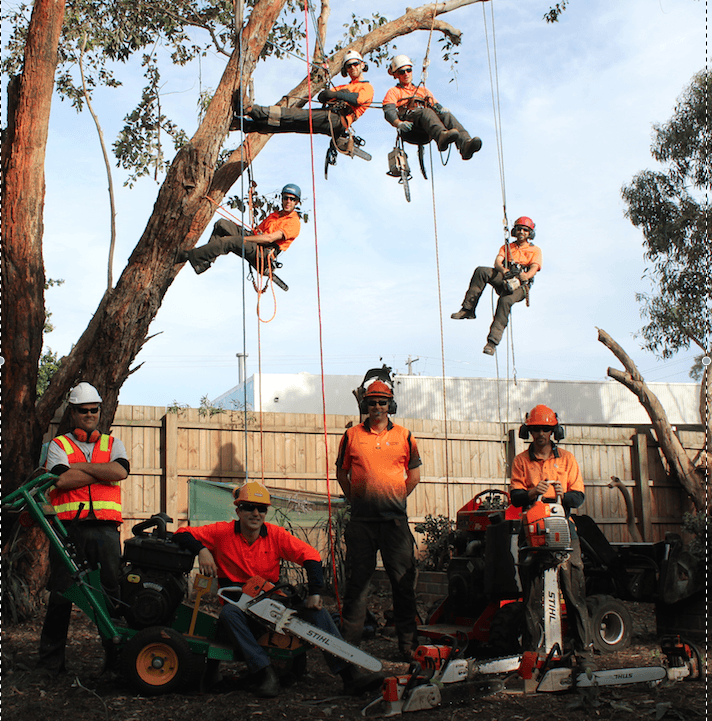 Tree Removal Service Mt Eliza tree services work in Mount Eliza