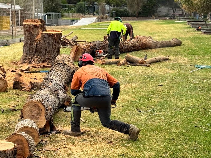 Tree Removal Service Mt Eliza tree services work in Mount Eliza