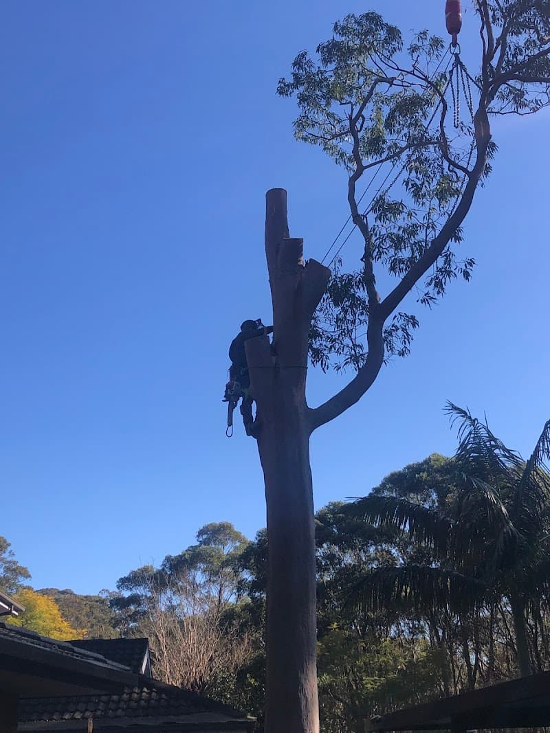 Tree Removal Sydney - Trees Down Under tree services work in Dural
