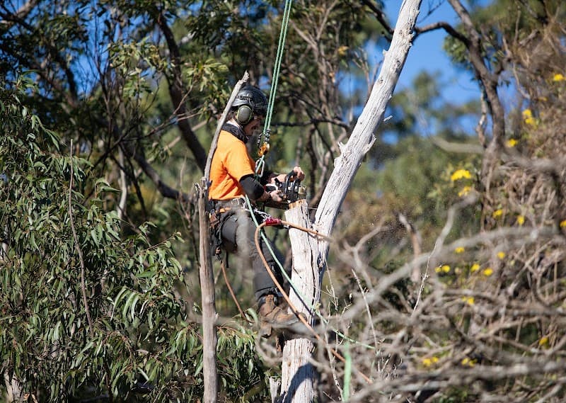 Tree Removal Sydney - Trees Down Under tree services work in Dural