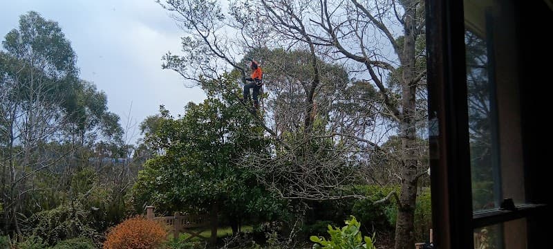 Tree Removal Sydney - Trees Down Under tree services work in Dural