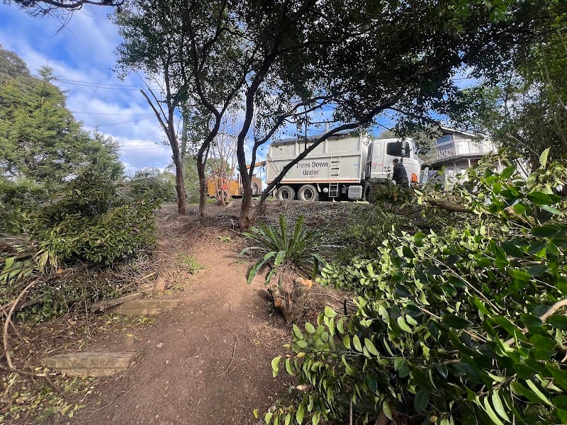 Tree Removal Sydney - Trees Down Under tree services work in Dural