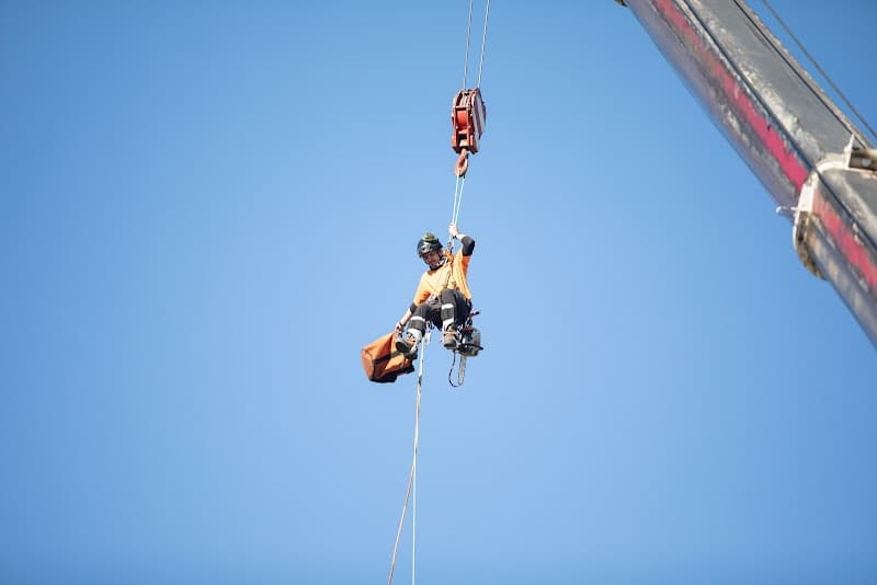 Tree Removal Sydney - Trees Down Under tree services work in Dural
