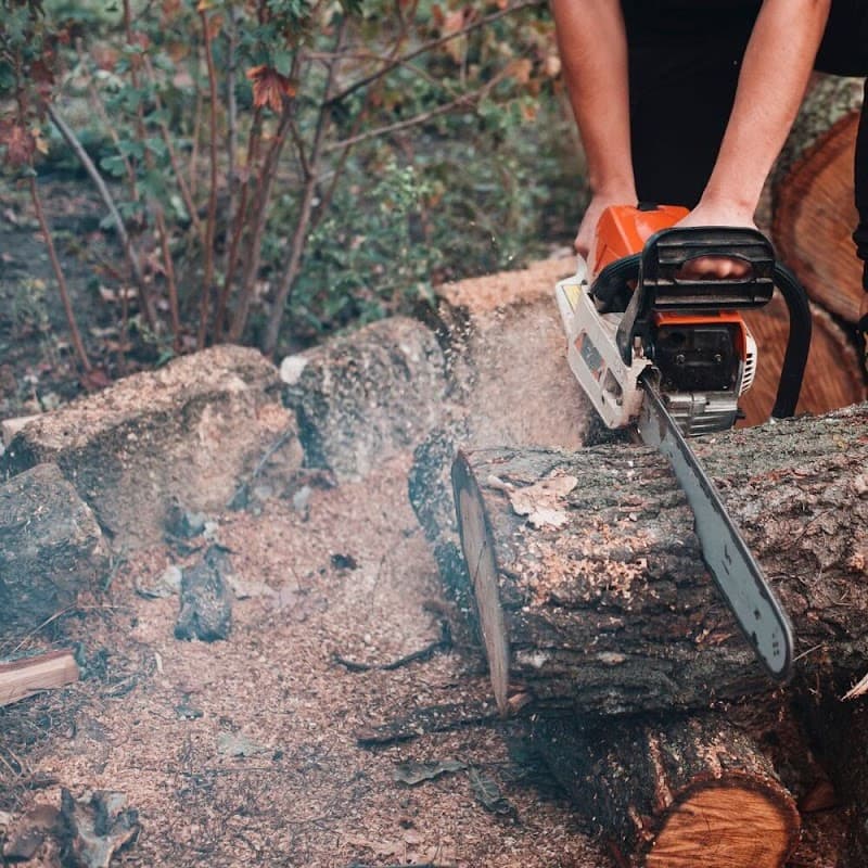 Tree Removals Adelaide tree services work in Dudley Park