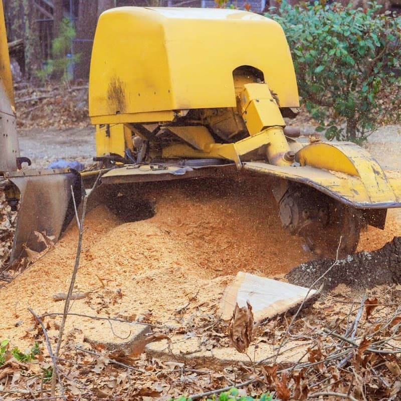 Tree Removals Adelaide tree services work in Dudley Park