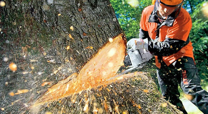 Tree Services Mackay tree services work in Blacks Beach